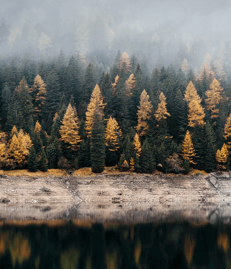 A forest of trees by a lake Description automatically generated