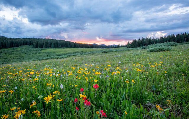 A field of flowers and trees Description automatically generated